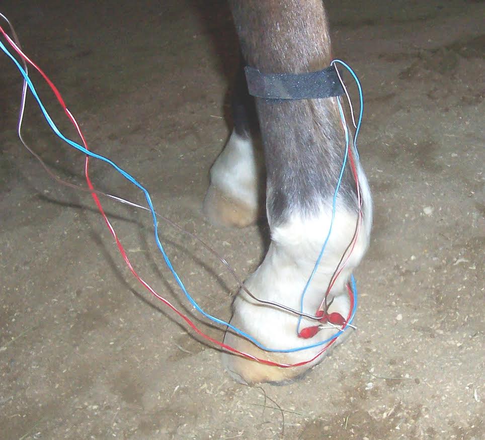 A horses hoof that is receiving acupuncture