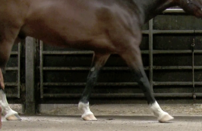 A horse that puts its feet down heel first