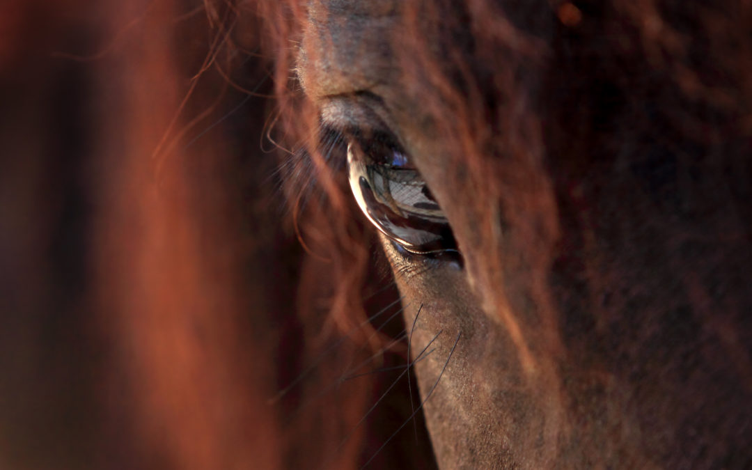 A close up of a brown horse's eyes