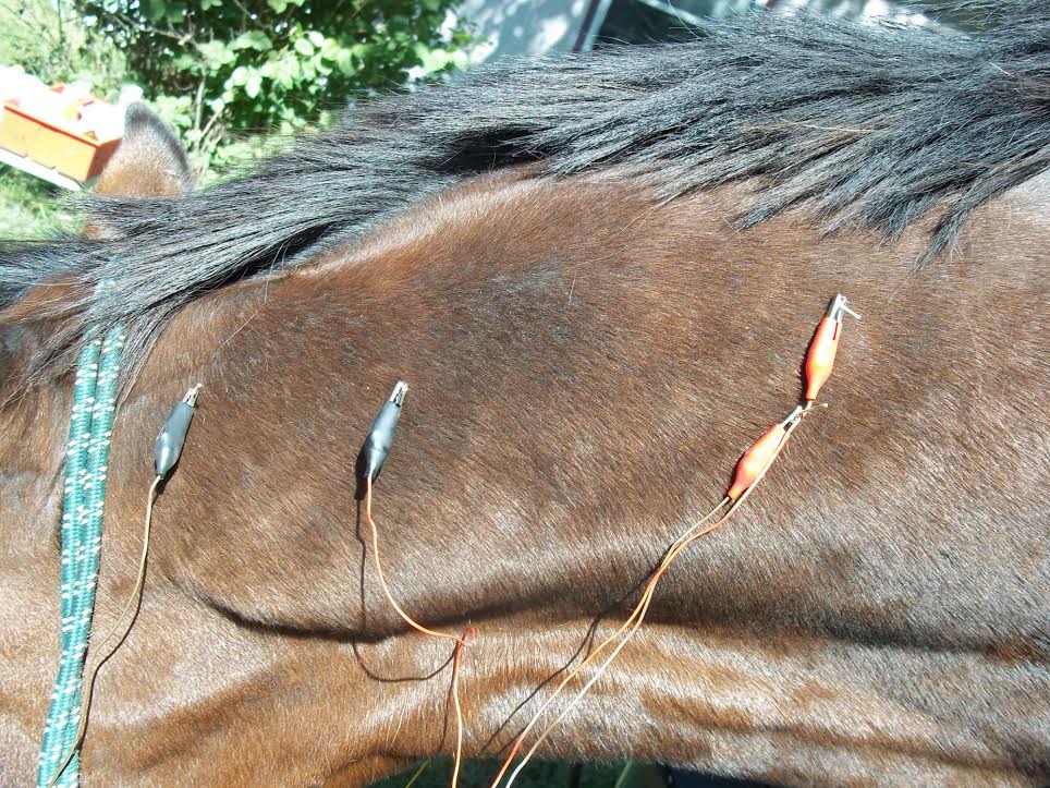 A brown horse receiving acupuncture