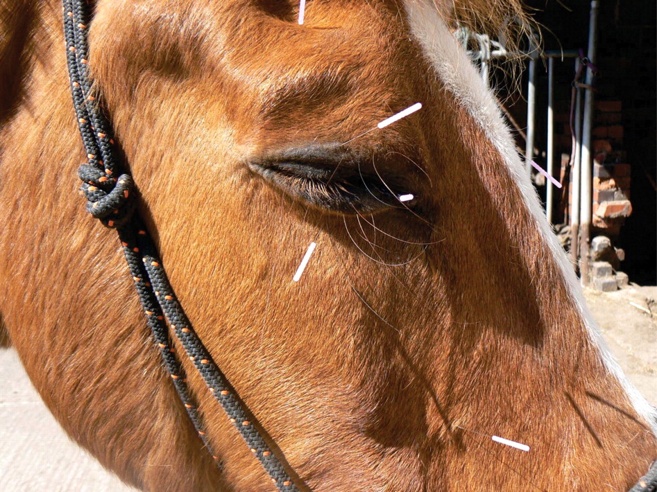 A horse receiving acupuncture on their eye