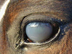 A close up of a horse's eye who is suffering from moon blindness