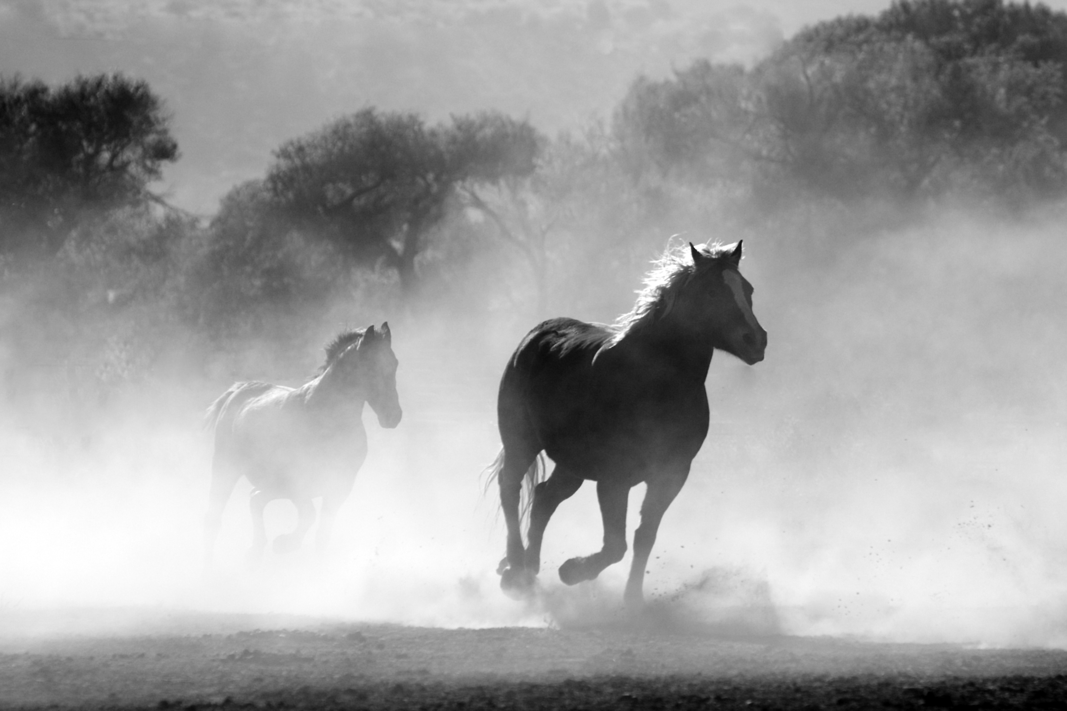 Two horses running in the early morning