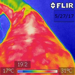 A thermography image of a horses back