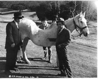 A vintage photo of a horse with swayback